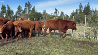 Lote 24 Vaquillonas SA Entoradas en Garzón, Maldonado