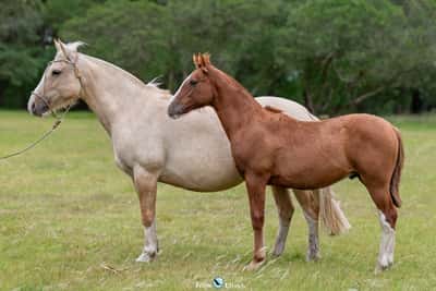 Lote JAGUEL QUEJA