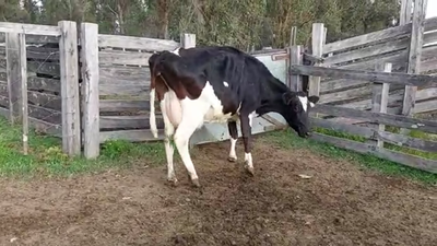 Lote Vacas de Invernada HOLANDO 450kg - , San José