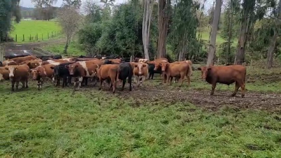 Lote 90 Novillo Engorda en Lago Ranco, XIV Región Los Ríos