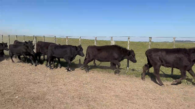 Lote 100 Vaquillonas 1 a 2 años en Buena Vista, Cerro Largo