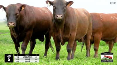 Lote 3 Toros Red Angus, Durazno