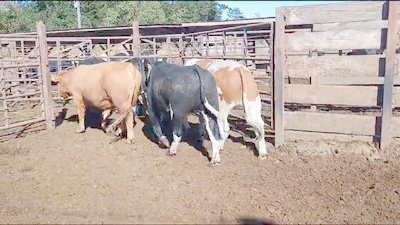 Lote 20 Novillo Gordo en Los Ángeles, VIII Región Biobío