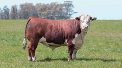 Lote Toros 1363 1364 1390