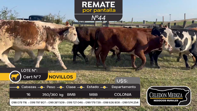 Lote 16 Novillos en La Horqueta, Colonia