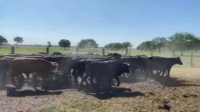 Lote 65 Terneros/as