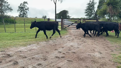 Lote TERNEROS