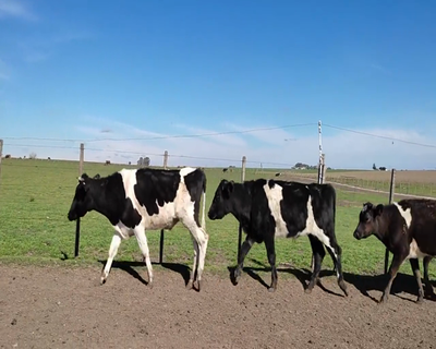 Lote 20 Novillos 1 a 2 años 13 HO,  7 KIWY,  2 JL 225kg - , Colonia
