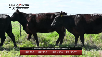 Lote LOTE 16 - VIENTRES PREÑADOS ABERDEEN ANGUS PI