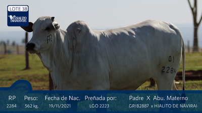 Lote LOTE 38