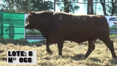 Lote 3 Toros, Durazno