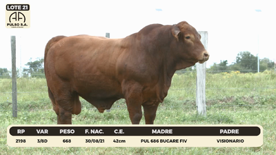 Lote LOTE 21