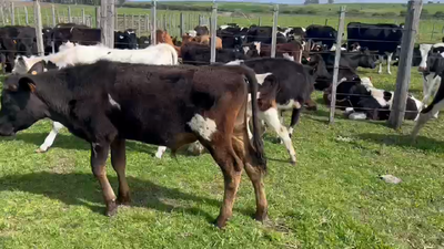 Lote 5 Terneros y Terneras en Ruta 3 Km 114 Chamizo