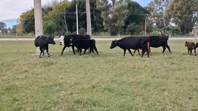 Lote PIEZAS DE CRIA