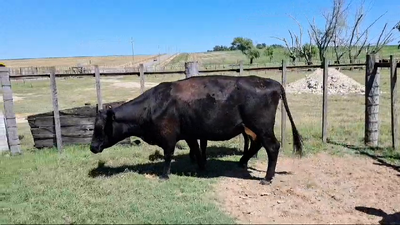 Lote PIEZAS DE CRIA