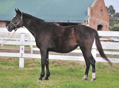 Lote VALE FORTUNA