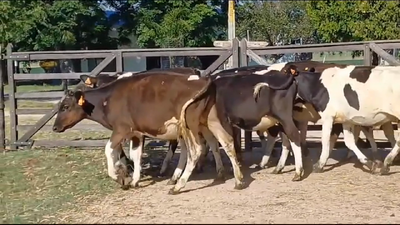 Lote (Vendido)14 Terneros Holando HOLANDO 155kg -  en PUNTAS DEL PERDIDO