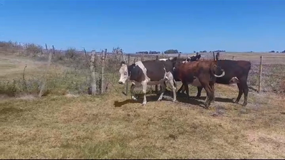 Lote VAQUILLONAS PREÑADAS