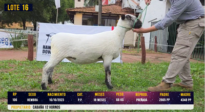 Lote LOTE 16