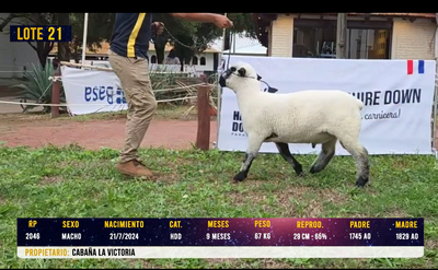 Lote LOTE 21