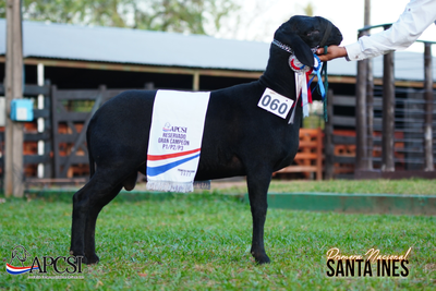Lote Nacional Santa Inés Bozal - Lote 56