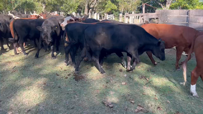 Lote 35 Novillos en Maciá, Entre Ríos