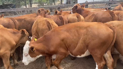 Lote 50 Novillo Engorda en Litueche, VI Región O'Higgins