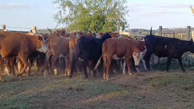 Lote VAQUILLONAS 1 A 2 AÑOS