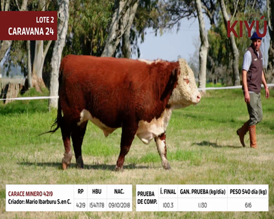 Lote CARACE MINERO 4219