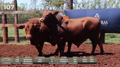 Lote LOTE 107