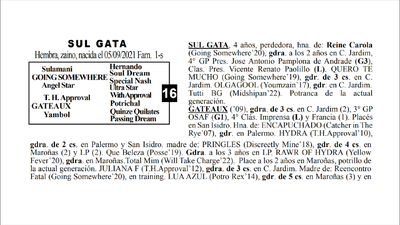 Lote SUL GATA