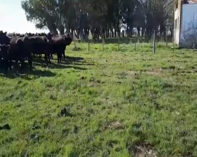 Lote 47 Vacas nuevas  preñadas y con cria, en Daireaux, Buenos Aires