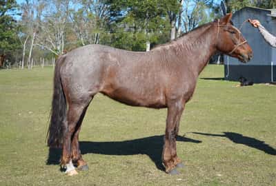 Lote Bataclana del Paso