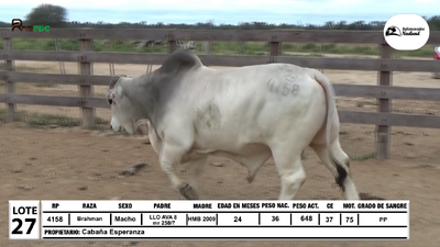 Lote Lote 27