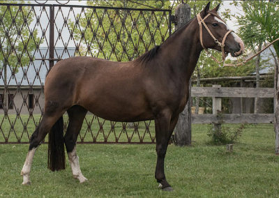 Lote TOBOGAN 72
