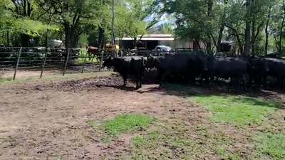 Lote 9 Vacas CUT preñadas en Bonifacio, Buenos Aires