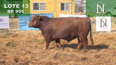 Lote TORO PC ANGUS COLORADO - RP 905