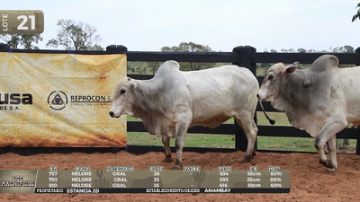 Lote LOTE 21