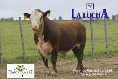 Lote TOROS POLLED HEREFORD 2 AÑOS  PI