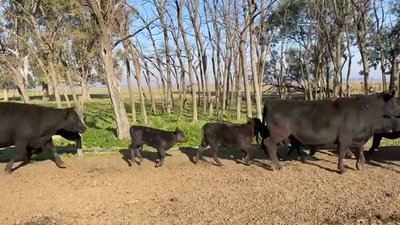 Lote 24 Vacas USADA con cría en San Vicente, Buenos Aires