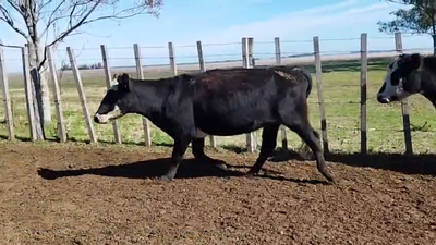 Lote VACAS
