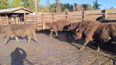 Lote 20 Novillo Gordo en Los Ángeles, VIII Región Biobío