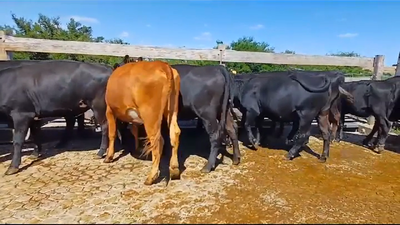 Lote (Vendido)11 Vaquillonas 1 a 2 años HEREFORD/ ANGUS 280kg - , Colonia