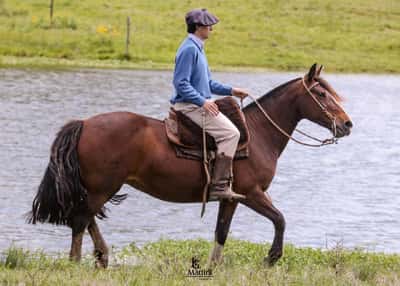 Lote Borrasca Caraguatá