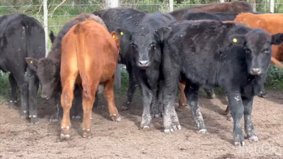 Lote 24 Terneros en Cañuelas, Buenos Aires