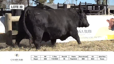 Lote TOROS PP y PC