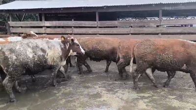 Lote 20 Vaquilla Gorda en Los Ángeles, VIII Región Biobío