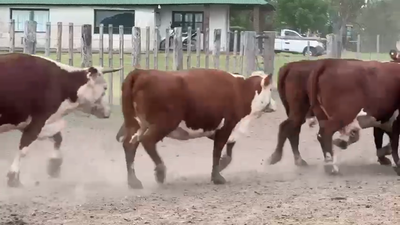 Lote 50 Vacas faena UE