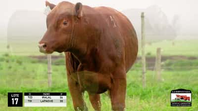 Lote 2 Toros Red Angus, Durazno