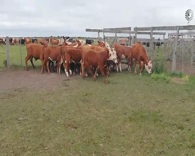 Lote 70 Terneros en Concordia, Entre Ríos